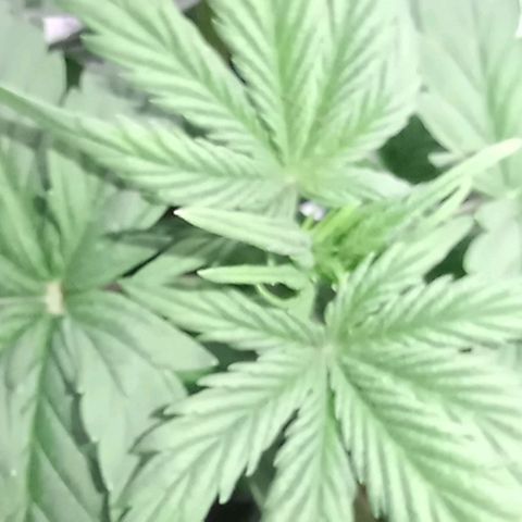  Auto Kush growlog timeline photo