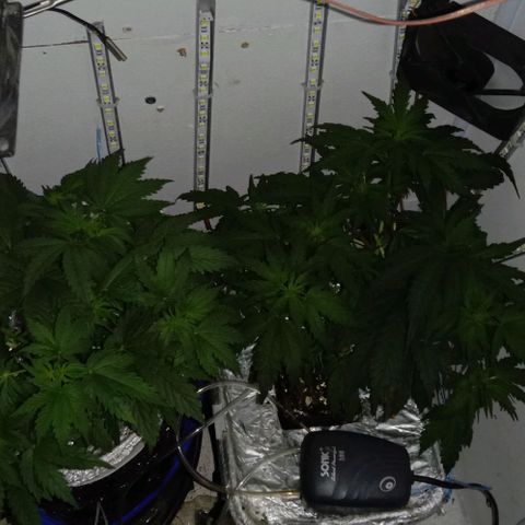 Auto Kush growlog timeline photo