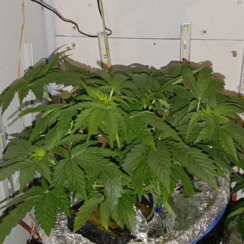  Auto Kush growlog timeline photo