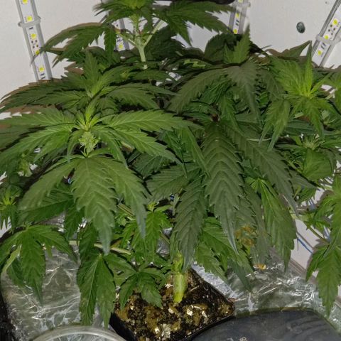 Kali Mist growlog timeline photo