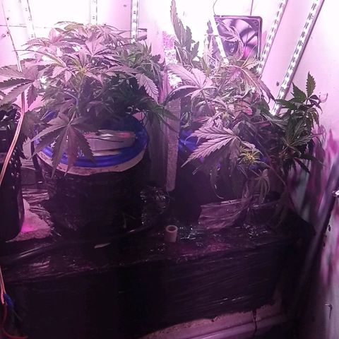 Kali Mist growlog timeline photo