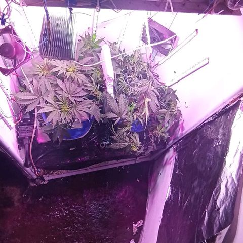 Kali Mist growlog timeline photo