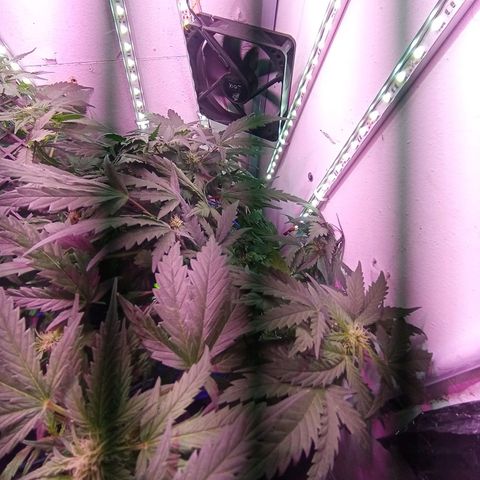 Kali Mist growlog timeline photo