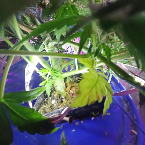 Kali Mist growlog timeline photo