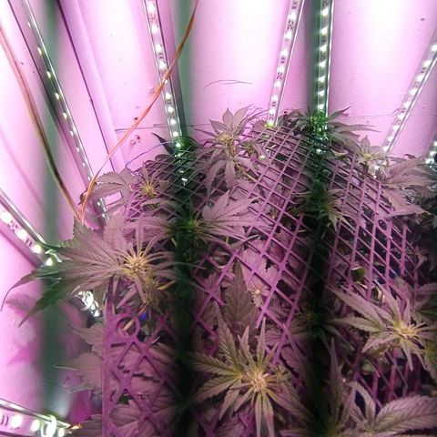  Auto Kush growlog timeline photo
