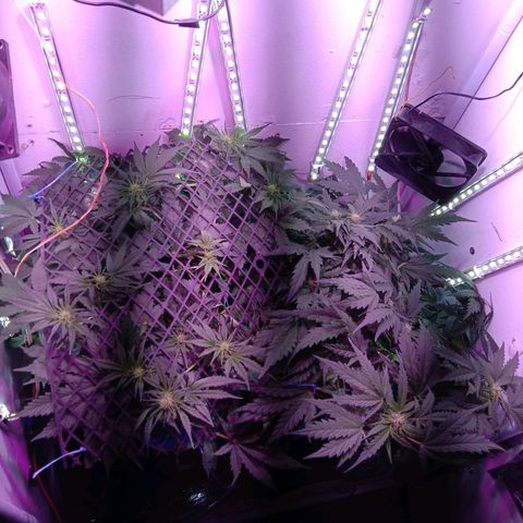 Kali Mist growlog timeline photo