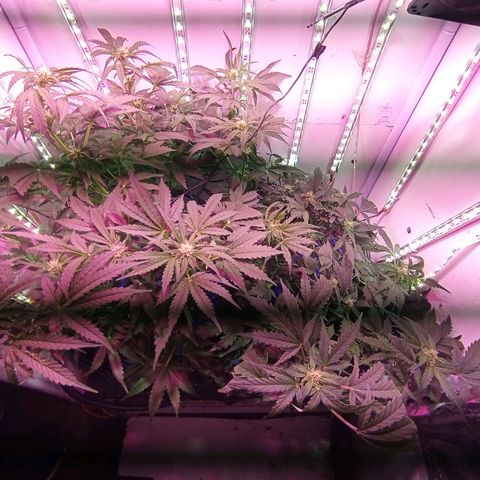  Auto Kush growlog timeline photo