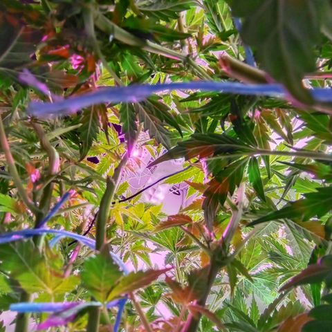  Auto Kush growlog timeline photo