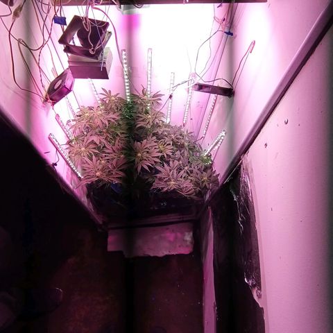  Auto Kush growlog timeline photo