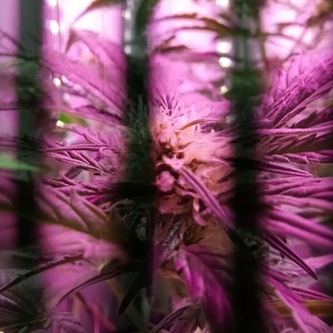  Auto Kush growlog timeline photo