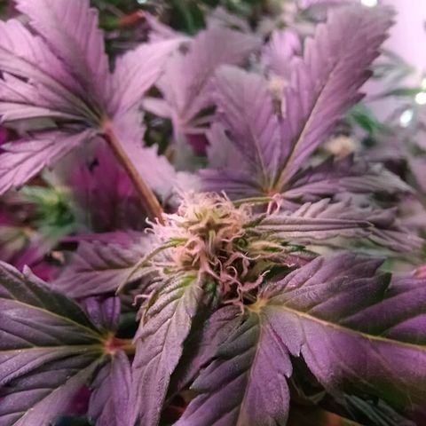  Auto Kush growlog timeline photo
