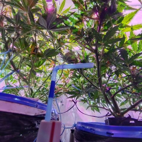  Auto Kush growlog timeline photo