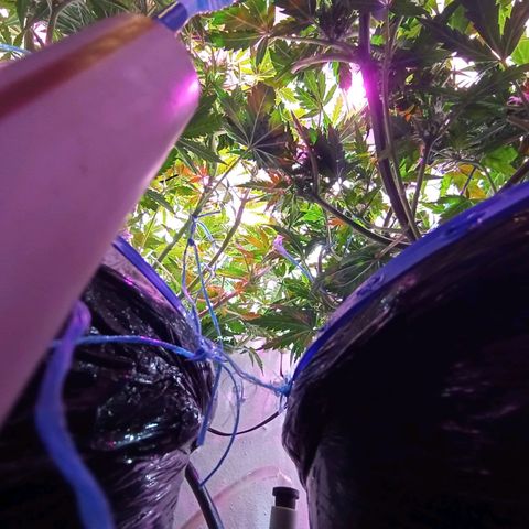  Auto Kush growlog timeline photo