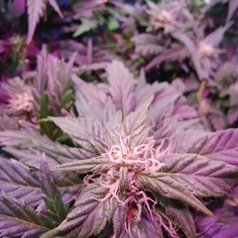 Kali Mist growlog timeline photo