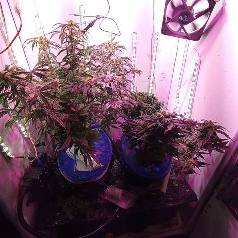 Kali Mist growlog timeline photo