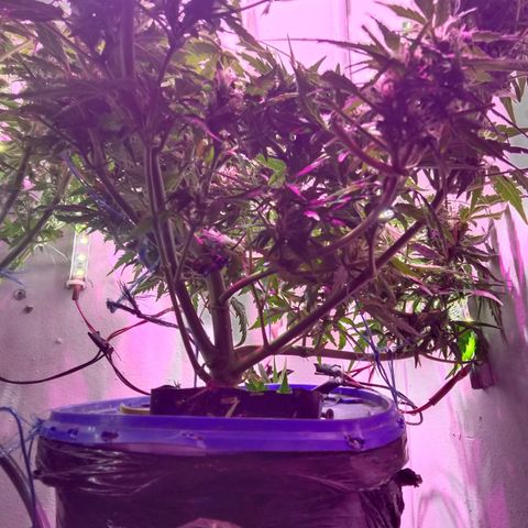 Kali Mist growlog timeline photo