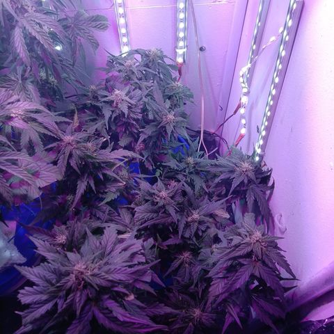 Kali Mist growlog timeline photo