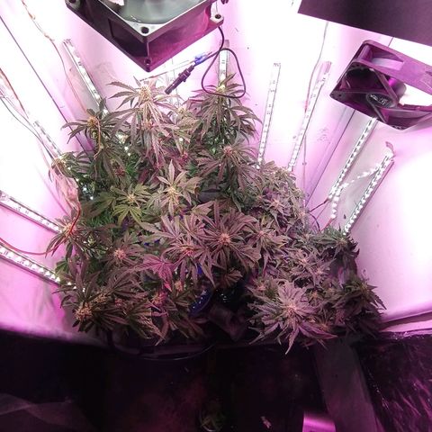 Kali Mist growlog timeline photo