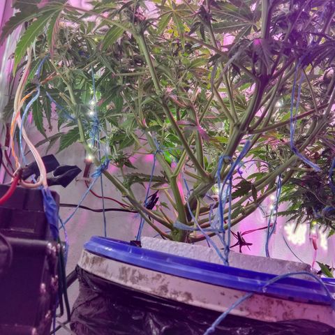  Auto Kush growlog timeline photo