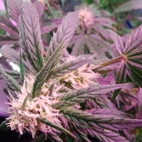  Auto Kush growlog timeline photo