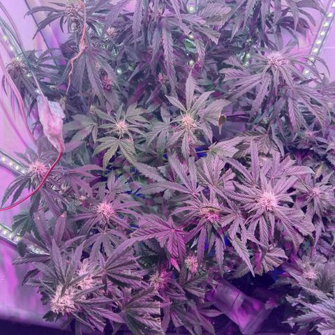  Auto Kush growlog timeline photo