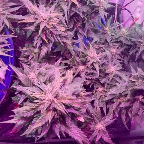 Kali Mist growlog timeline photo