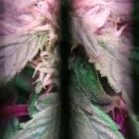Kali Mist growlog timeline photo
