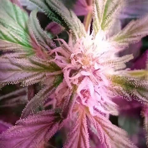 Kali Mist growlog timeline photo