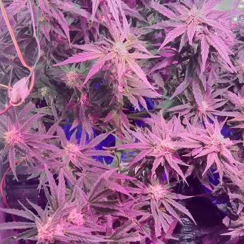 Kali Mist growlog timeline photo