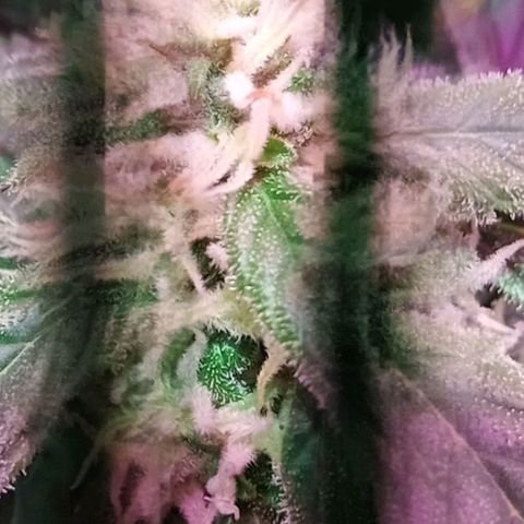 Kali Mist growlog timeline photo