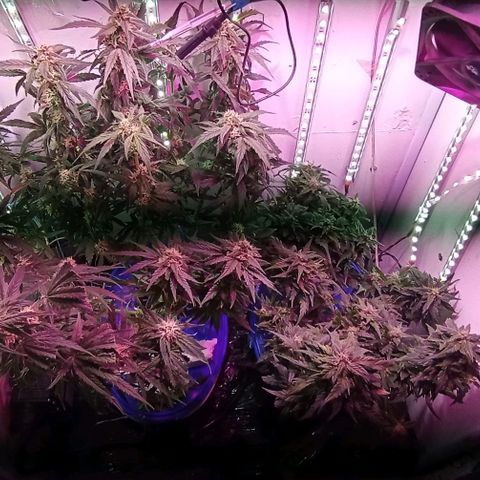 Kali Mist growlog timeline photo