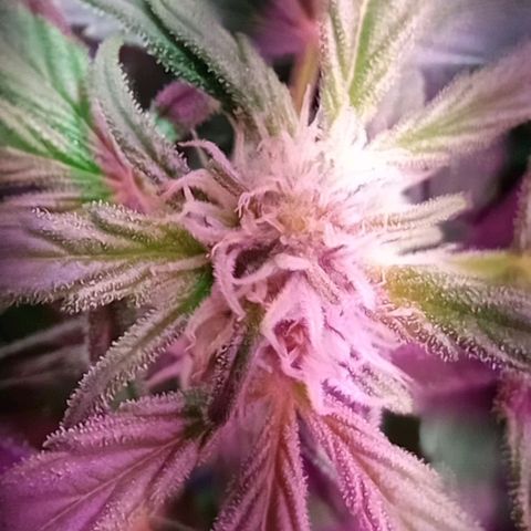 Kali Mist growlog timeline photo