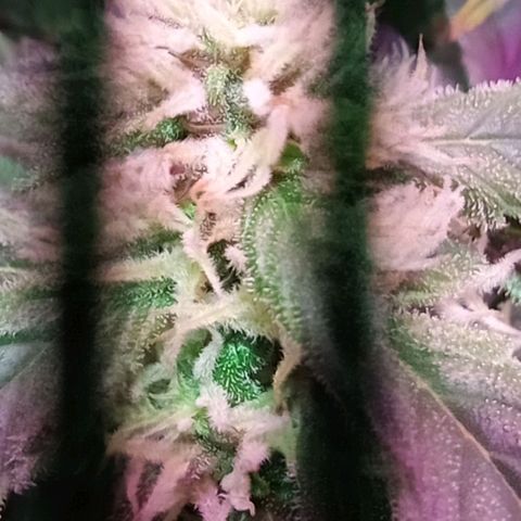 Kali Mist growlog timeline photo