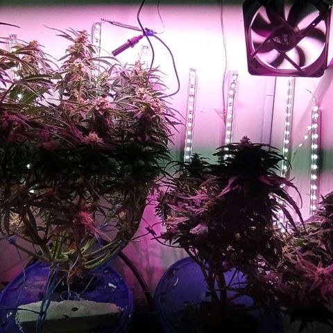Kali Mist growlog timeline photo