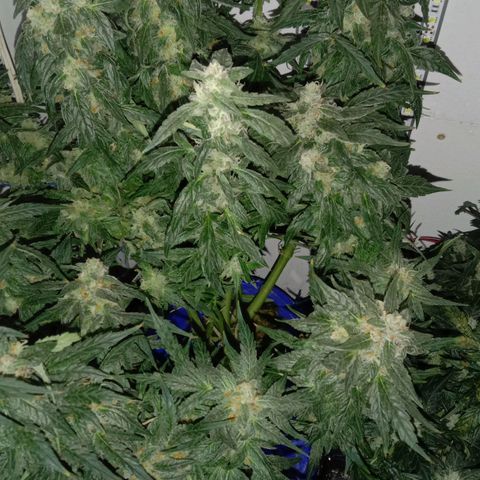  Auto Kush growlog timeline photo