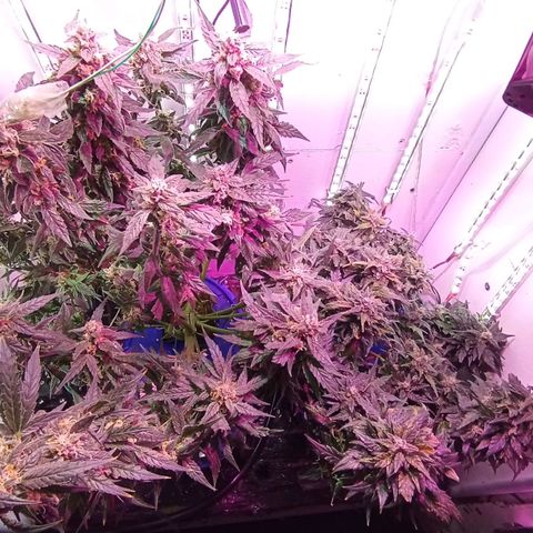  Auto Kush growlog timeline photo