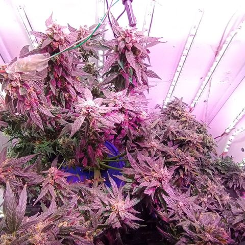  Auto Kush growlog timeline photo