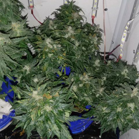 Auto Kush growlog timeline photo