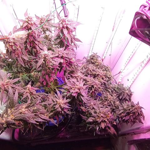  Auto Kush growlog timeline photo