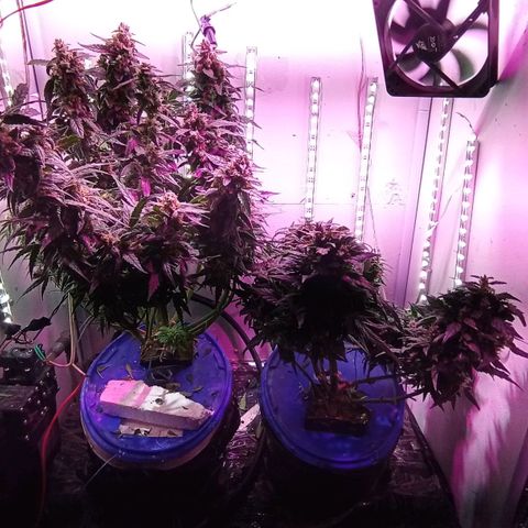  Auto Kush growlog timeline photo