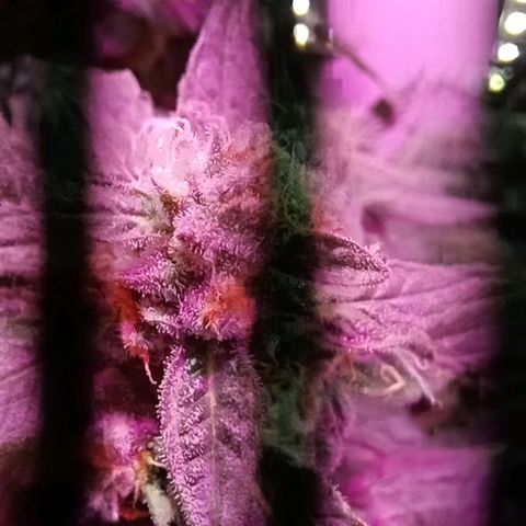  Auto Kush growlog timeline photo