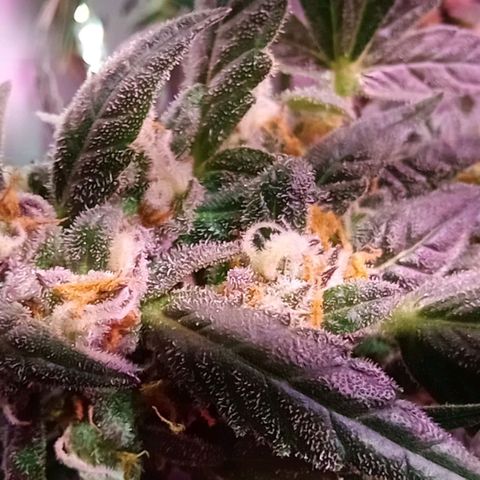  Auto Kush growlog timeline photo