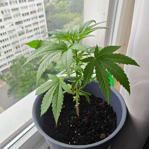 Haze #1 growlog timeline photo