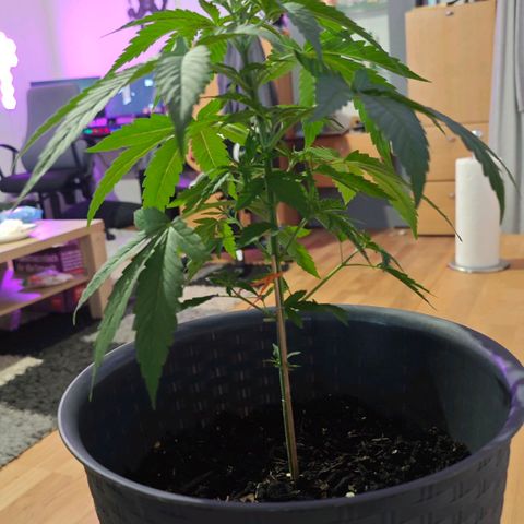 Haze #1 growlog timeline photo