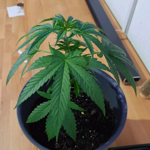 Haze #1 growlog timeline photo