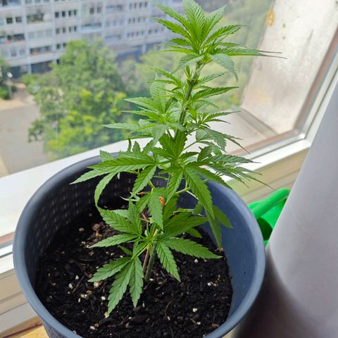 Haze #1 growlog timeline photo