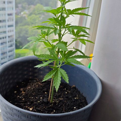 Haze #1 growlog timeline photo