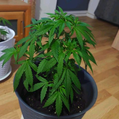 Haze #1 growlog timeline photo