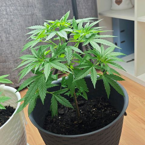 Haze #1 growlog timeline photo