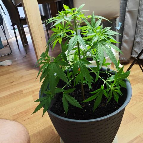 Haze #1 growlog timeline photo